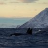 Orcas, Skjervøy
